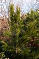 Pinus heldreichii Satellit IMG_8467 Sosna bośniacka
